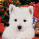 Chiot Westie