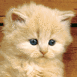 Chaton rouquin