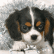 Chiot King Charles