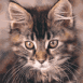 Chat sauvage tigr�