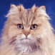 Maine Coon
