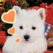 Chiot Westie avec coeurs