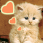 Chaton rouquin avec coeurs