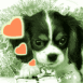 Chiot King Charles  avec coeurs