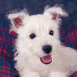 Chiot blanc