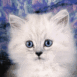 Chaton persan blanc