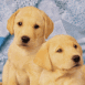 Chiots labrador