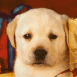 Chiot labrador