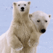 Ours blancs