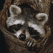 Raton laveur
