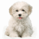Bichon blanc