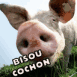 Bisou cochon