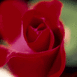 Rose rouge fonc�