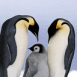 Manchots empereurs et leur b�b�