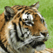 Tigre, zoom sur la t�te