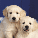 Chiots labrador
