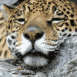 L�opard endormi, zoom sur la t�te