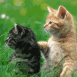 Deux chatons de profil