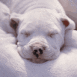 Chiot Dogue endormi