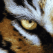 Oeil du tigre