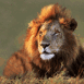 Lion majestueux