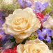 Roses blanches