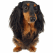 Teckel nain � poil long