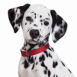 Dalmatien