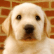 Chiot Labrador