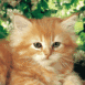 Chaton rouquin