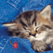 Chaton endormi
