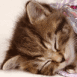 Chaton endormi