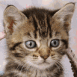 Chaton dans un panier rose