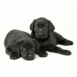 Chiots labradors noirs
