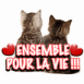 Chatons ensemble pour la vie