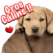 Chiot labrador "Gros c�lins!"