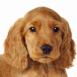 Chiot cocker