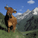 Vache sur le flanc d'une montagne
