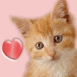 Chaton rouquin