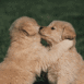 Deux chiots "bisou"