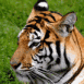 Tigre de profil