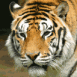 Tigre de face