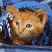 Chaton rouquin sous couverture