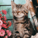 Chaton tigr�