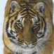 Tigre des neiges