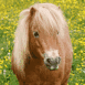 Poney au milieu des paquerettes