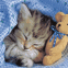 Chaton et nounours emmitoufl�s dans une couverture