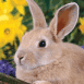 Lapin au milieu de fleurs