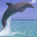 Dauphin �mergeant d'une eau turquoise