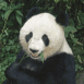 Panda dans la jungle